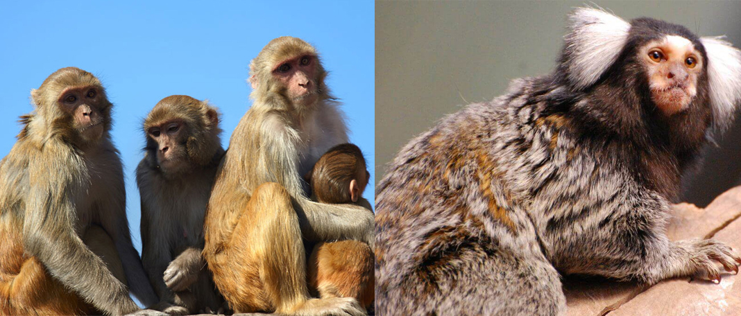 Expert Advice on How to Handle Research Monkey Shortage?
