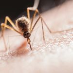 How to Protect Yourself from Ticks and Lyme Disease?