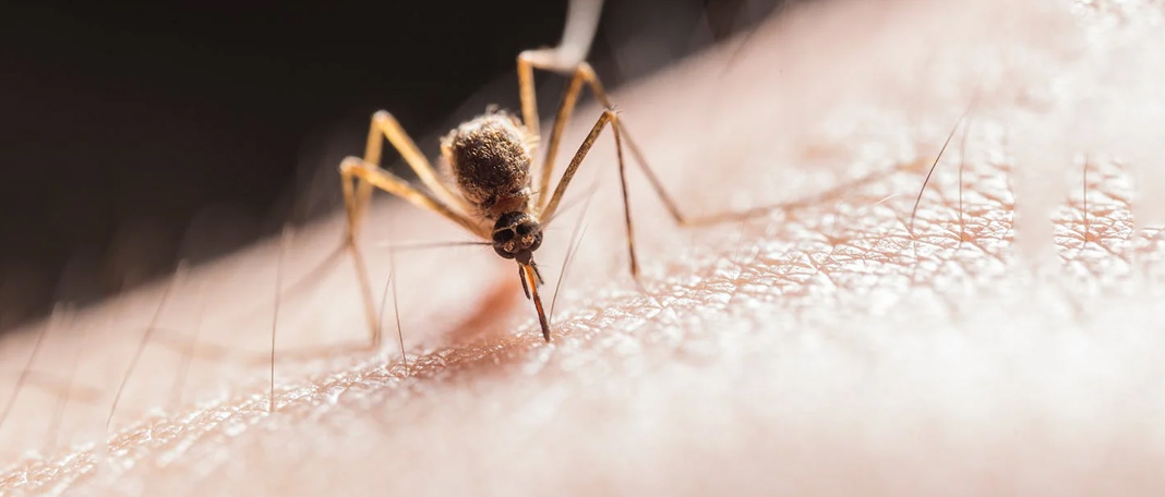 How to Protect Yourself from Ticks and Lyme Disease?