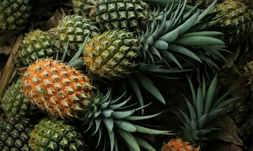 Pineapple-for-reproductive-health