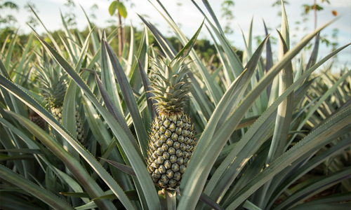 Pineapple-for-bowel-health