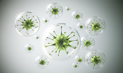 Bacteria