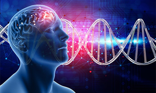 Brain function