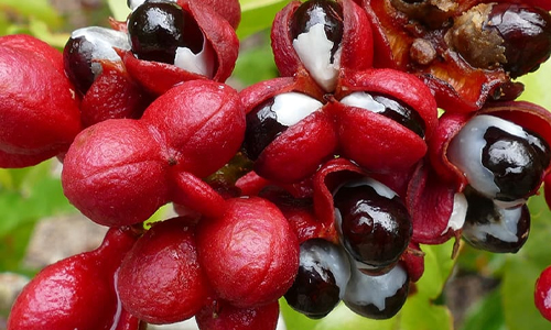 Guarana vs. Caffeine What You Need to Know