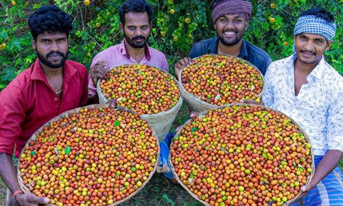 Farm workers holding large baskets filled with freshly harvested Indian jujube fruit outdoors.