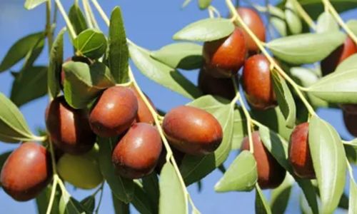 Lang jujube fruit growing on a tree branch with green leaves against a clear sky.