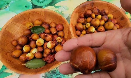 Li jujube fruit held in a hand with wooden bowls filled with harvested jujubes in the background.