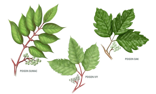 Poison Ivy