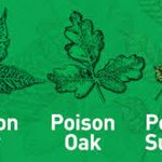What are Poison Ivy, Oak, and Sumac?