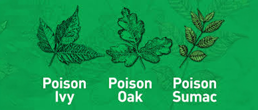 What are Poison Ivy, Oak, and Sumac?
