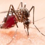 Home Remedies for Mosquito Bites