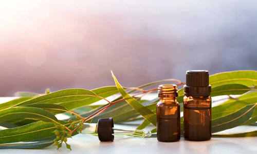 Eucalyptus Oil