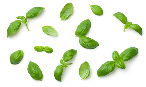 Basil Leaves