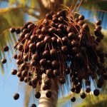 What is Acai : Benefits, Uses, Nutritional