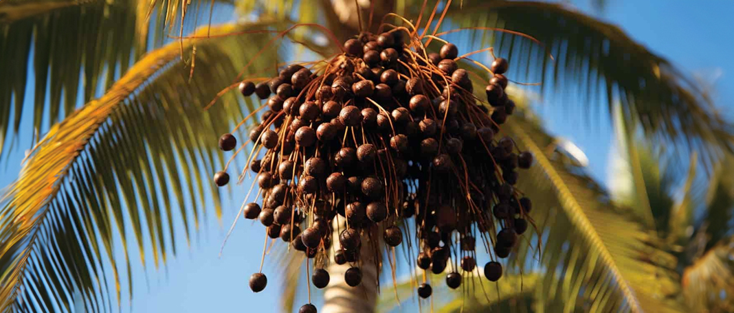 What is Acai : Benefits, Uses, Nutritional