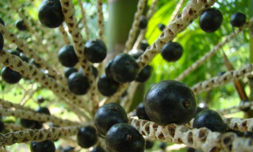 Acai-Benefits