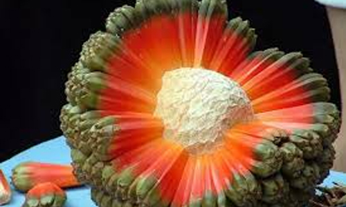 Where Can We Buy Hala Fruit