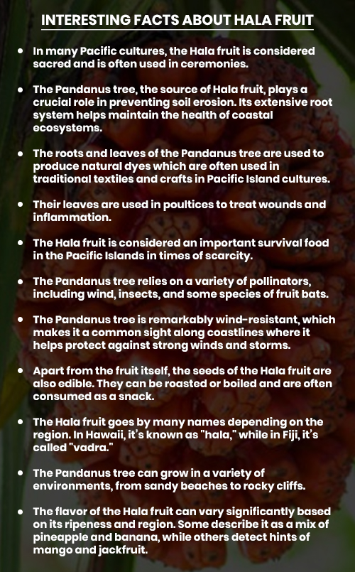 Interesting Facts About Hala Fruit 