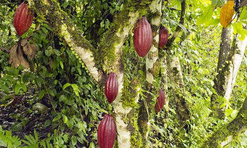 What-is-Cacao-Powder