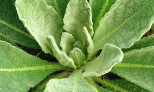 What-is-Mullein-Leaf