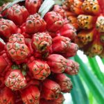 The Mystical Hala Fruit: What You Need to Know!