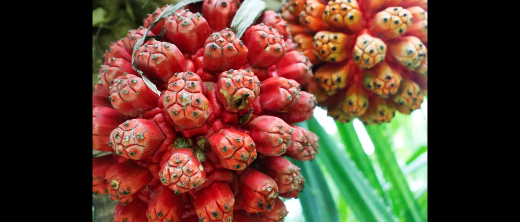 The Mystical Hala Fruit: What You Need to Know!