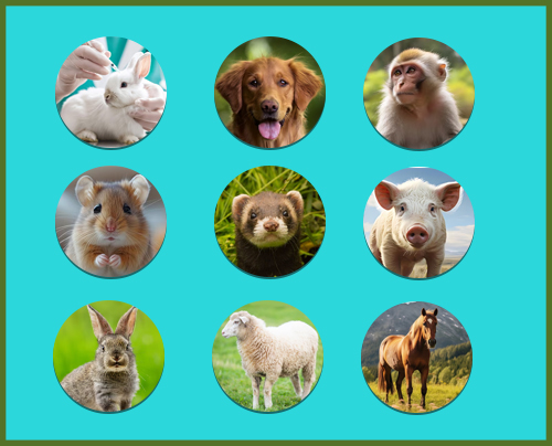 What-Is-Animal-Testing