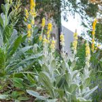 Mullein Leaf Benefits