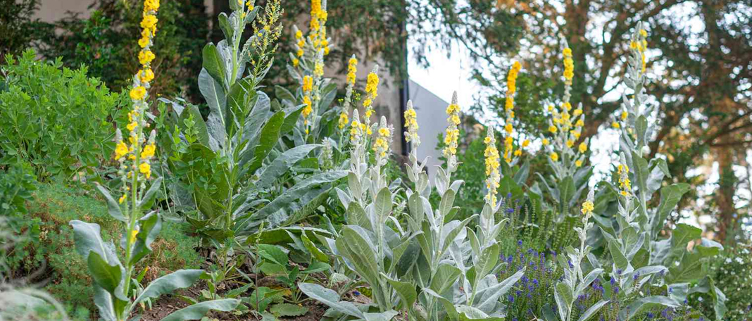 Mullein Leaf Benefits