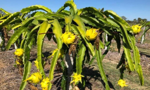 What-is-Yellow-Dragon-Fruit