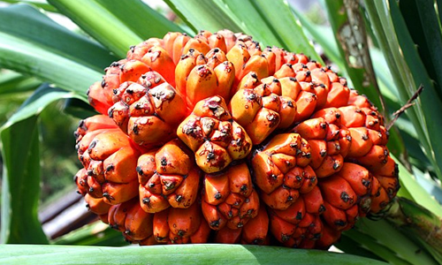 What is the Hala Fruit