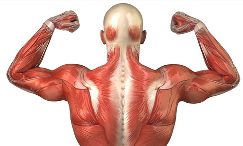 Vitamins and Minerals