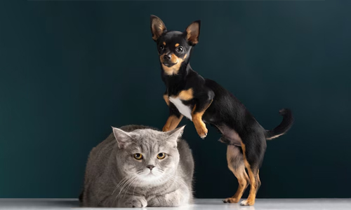Dog and cat