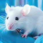 What Is Animal Testing?