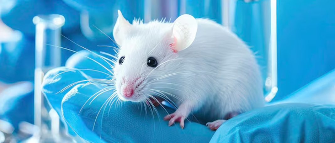 What Is Animal Testing?