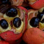 Ackee Fruit : Types, Benefits, Nutrients
