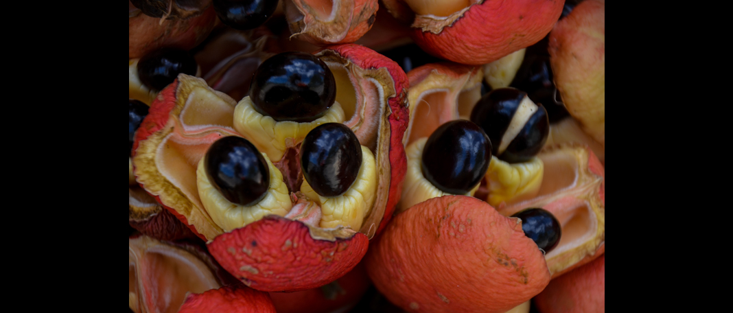 Ackee Fruit : Types, Benefits, Nutrients
