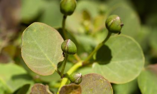 Capers
