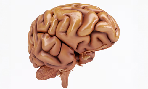 Enhances-Brain-Function