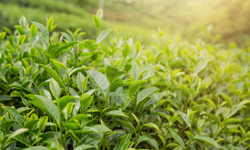The Process of Making Matcha