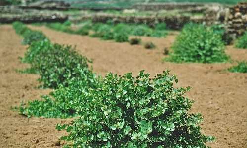 How-to-Grow-Capers-at-Home