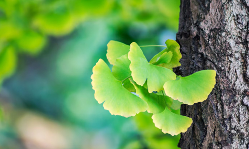 Ginkgo-Biloba