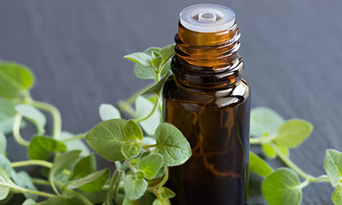 Oregano Oil