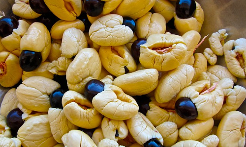 Edible Part of Ackee