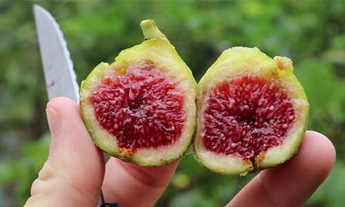 Adriatic Figs