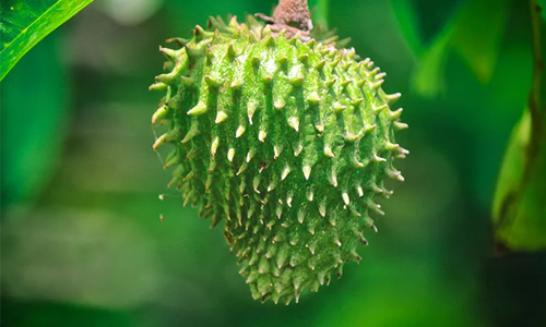 Have You Ever Seen a Soursop Fruit