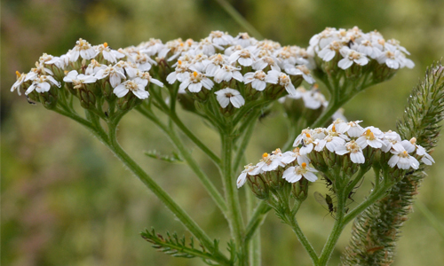 How the Yarrow Plant Got Its Name