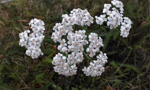 What are the side effects of taking yarrow?