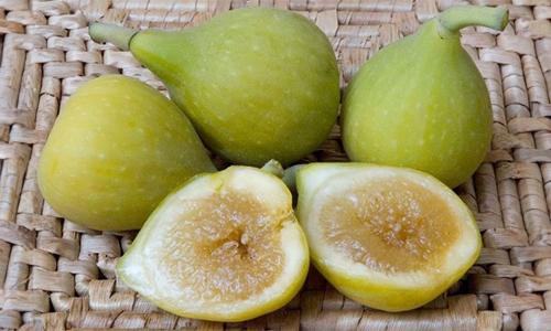Kadota Figs