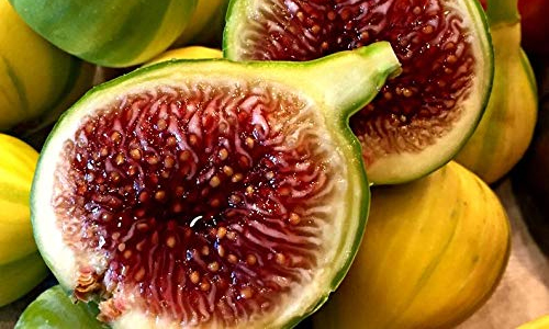 Panache (Tiger) Figs